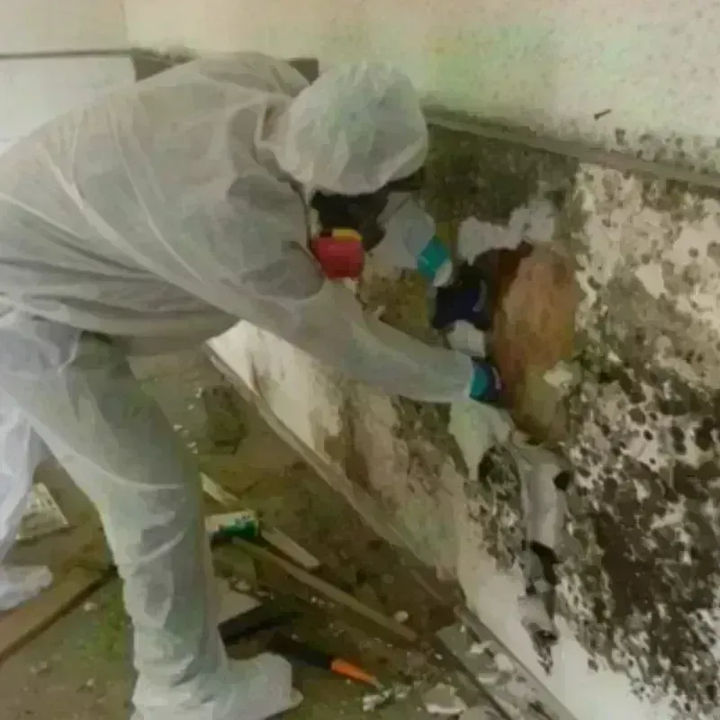 Mold Remediation and Removal in Claiborne Parish, LA